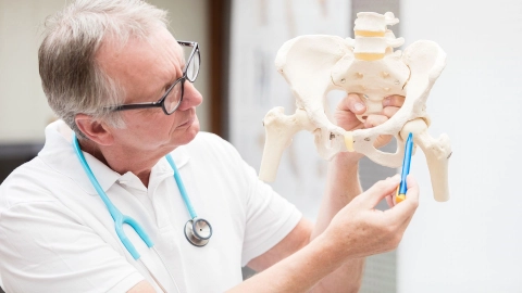 Model of the pelvis – a doctor uses a pen to point to the hip joint.