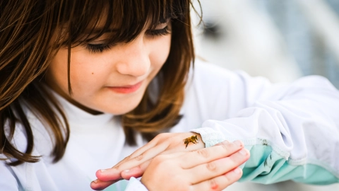 Ein Mädchen beobachtet eine Biene auf ihrer Hand.