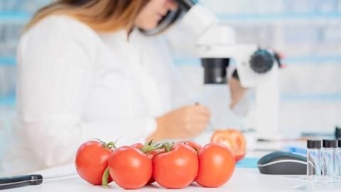 Laboratuvar çalışanı numuneleri inceliyor. ön planda: domatesler.