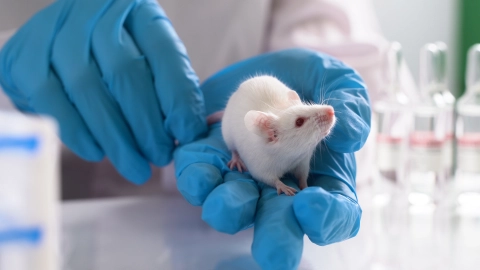 A white mouse sitting on a person’s hand. The person is wearing blue gloves.