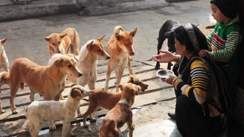 Street scene in South America – people feeding stray dogs.