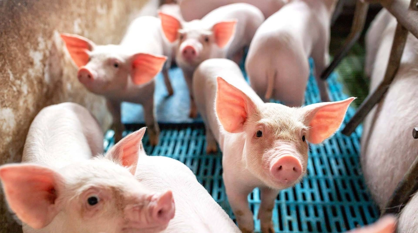 الخنازير الصغيرة في معالف الحيوانات